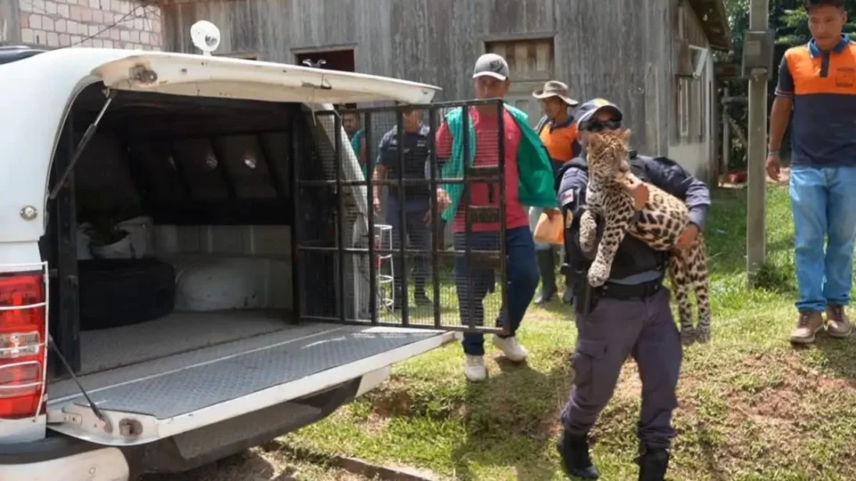 Filhote de onça-pintada criado como ‘pet’ por caçador é resgatado no Amazonas
