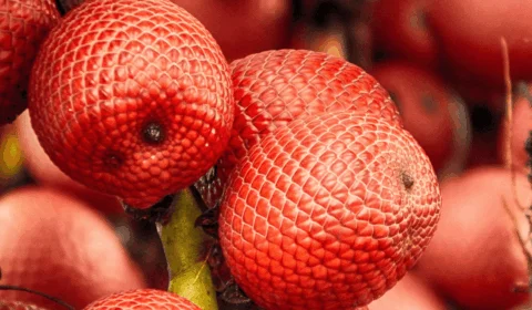 Festival do Buriti: confira as datas do evento em Divinópolis (TO)