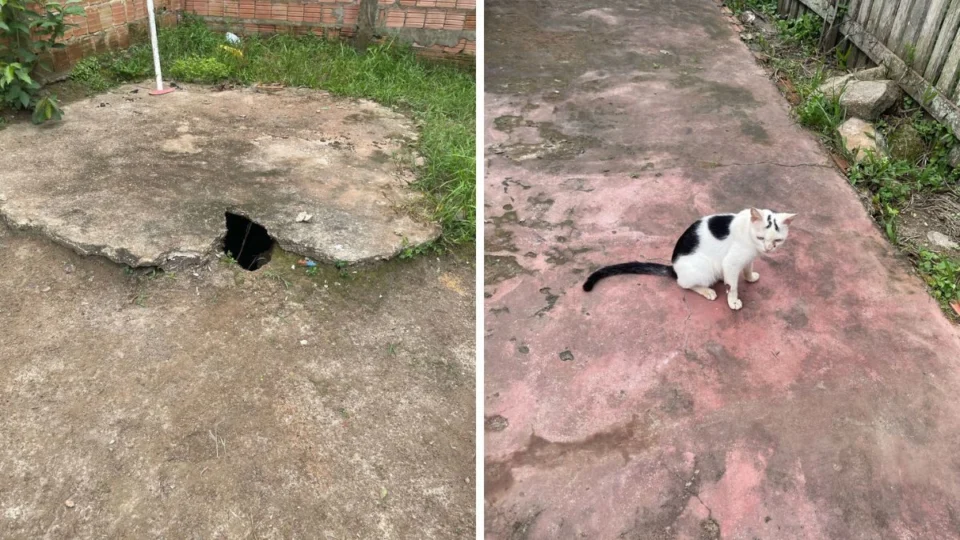 Homem preso por matar seis gatos no Amazonas realizou ‘rituais de magia negra’, diz polícia