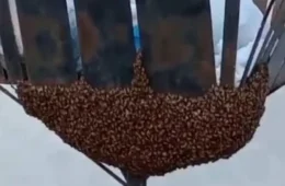 Vídeo mostra milhares de abelhas mortas em Vilhena; caso pode ter sido envenenamento