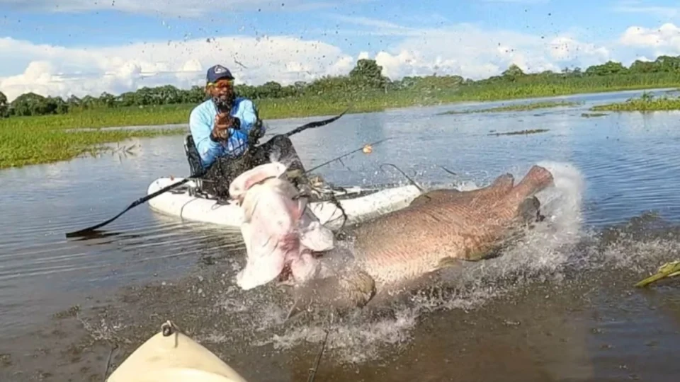 Impressionante! Pirarucu de quase 2 metros é pescado em RO; veja vídeo