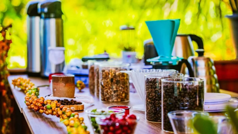 Rondônia bate recorde de exportação de café e se torna um dos maiores do Brasil, veja vídeo