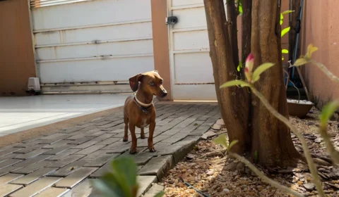 Cuidado com cães e gatos: saiba quais plantas podem fazer mal para o seu bichinho