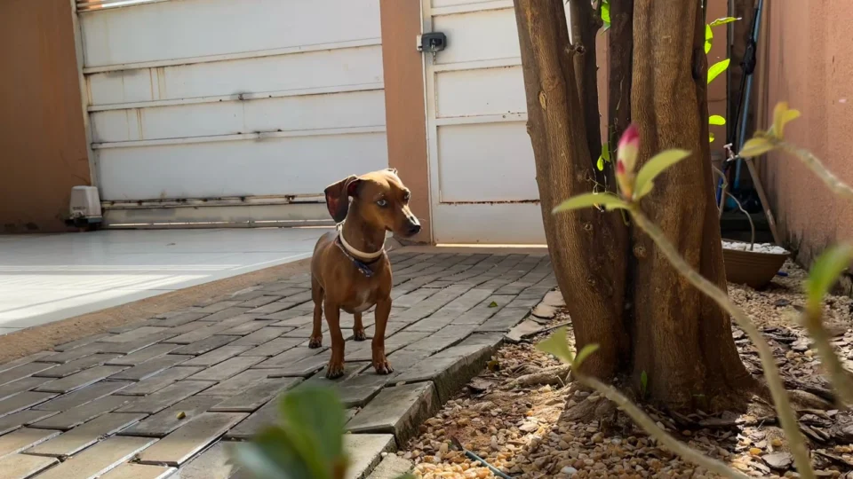 Cuidado com cães e gatos: saiba quais plantas podem fazer mal para o seu bichinho