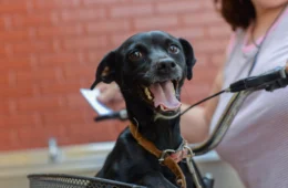 Prefeitura de Palmas abre 255 vagas para Castra Pet; saiba como fazer inscrição