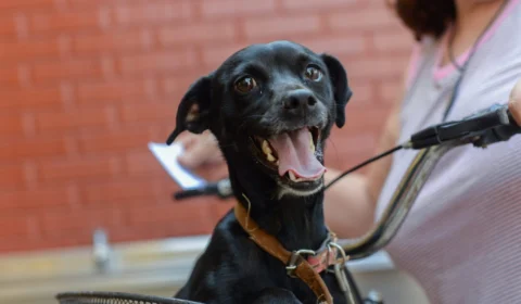 Prefeitura de Palmas abre 255 vagas para Castra Pet; saiba como fazer inscrição