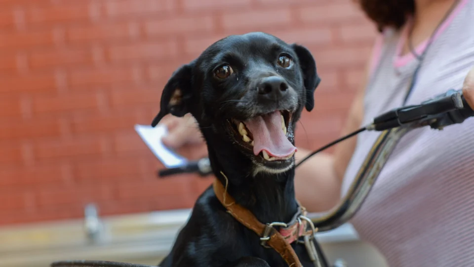 Prefeitura de Palmas abre 255 vagas para Castra Pet; saiba como fazer inscrição