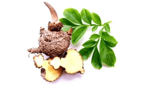 Glucomano é Ozempic natural? Conheça ingrediente natural que ajuda a perder peso