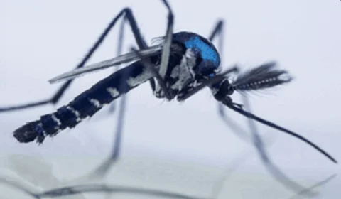 Secretaria da Saúde alerta sobre o contágio da febre amarela no Tocantins