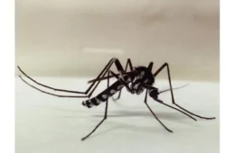 Febre Amarela: saúde reforça importância da prevenção após confirmação de caso no Tocantins