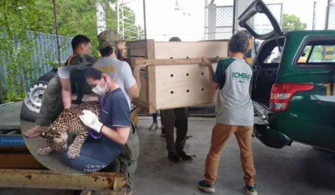 Filhote de onça-pintada ‘Golias’ chega em Manaus; veja vídeo