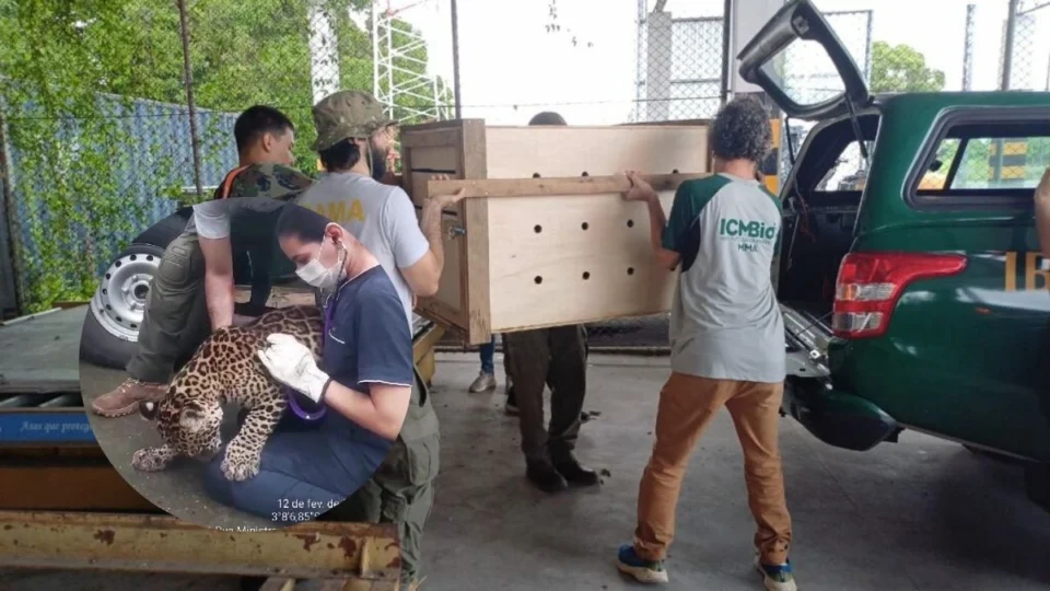 Filhote de onça-pintada ‘Golias’ chega em Manaus; veja vídeo