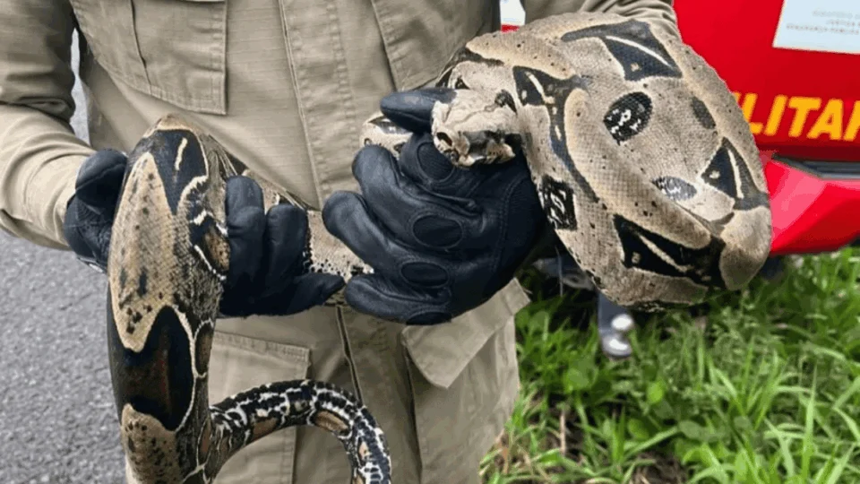 Bombeiros resgatam jiboia de 1,5 metro dentro de residência em Sena Madureira