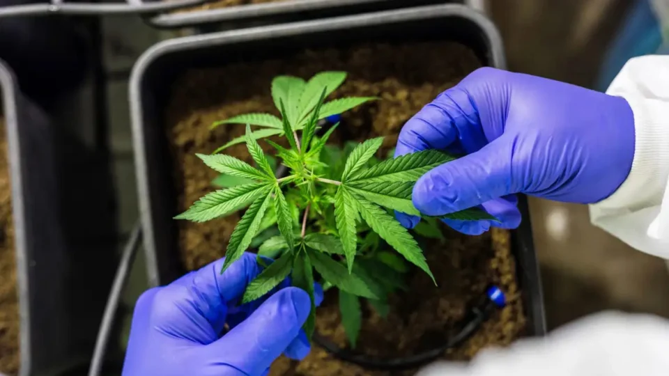 STF forma maioria contra recurso sobre porte da maconha; entenda o que está em jogo