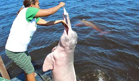 Você Sabia? Novo Airão é conhecida como a cidade dos botos na Amazônia; saiba como visitar