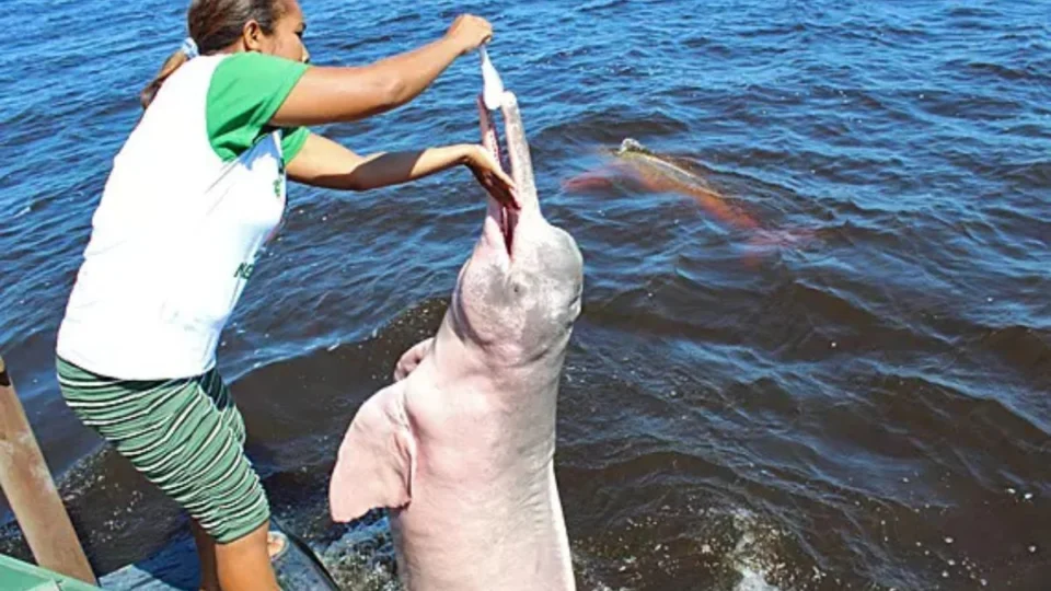 Você Sabia? Novo Airão é conhecida como a cidade dos botos na Amazônia; saiba como visitar