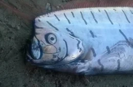 ‘Peixe do fim do mundo’: espécie rara é avistada no México