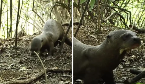 ‘TikTok animal!’: ariranhas da Amazônia fazem ‘dancinha’ para marcar território; veja vídeo