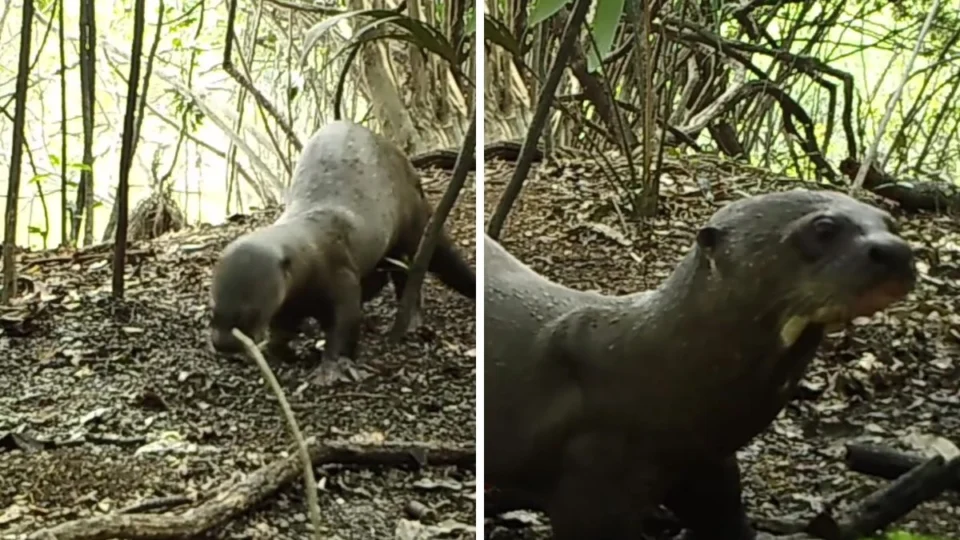 ‘TikTok animal!’: ariranhas da Amazônia fazem ‘dancinha’ para marcar território; veja vídeo
