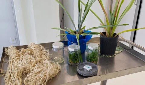 Curauá, ‘primo’ do abacaxi na Amazônia, pode transformar a indústria de tecidos e automóveis