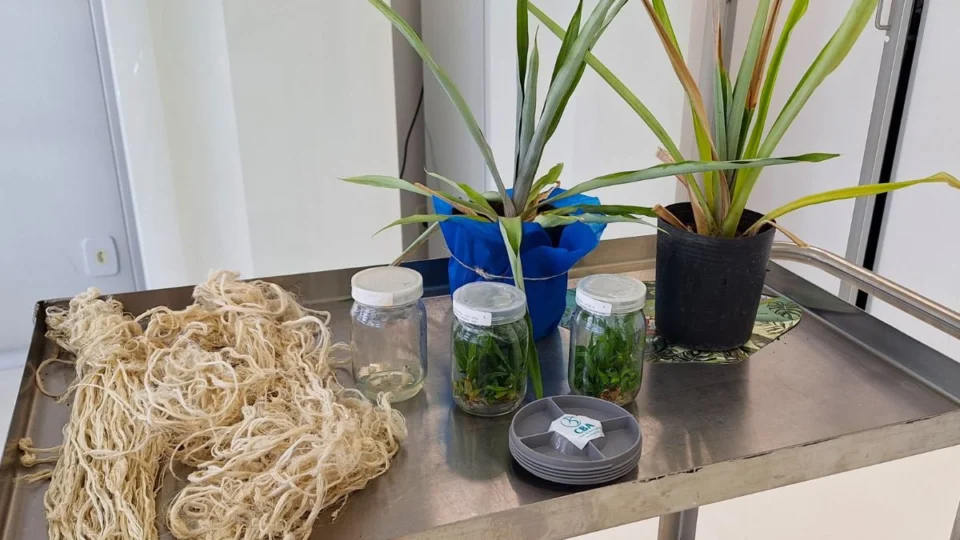 Curauá, ‘primo’ do abacaxi na Amazônia, pode transformar a indústria de tecidos e automóveis