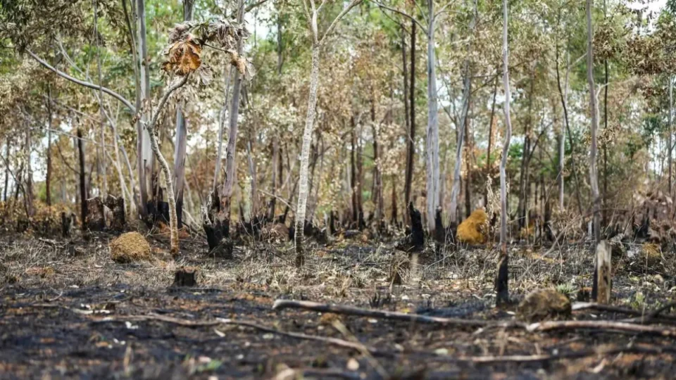 Medida Provisória abre crédito para emergências climáticas na Amazônia; saiba qual o valor