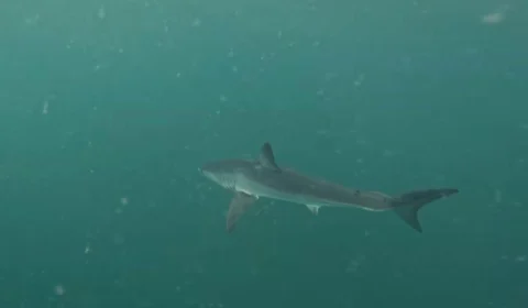 Brasil registra presença de tubarão mais rápido do mundo; saiba onde e os riscos