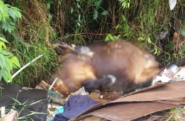 Cavalos são encontrados mortos em área de mata do Distrito Industrial, em Manaus; veja o vídeo