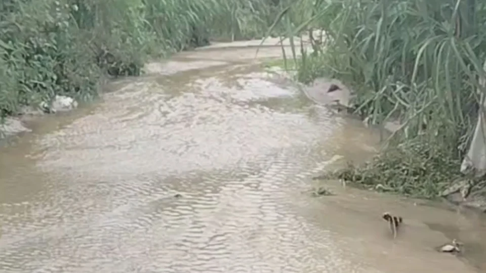 Crânio com perfuração é encontrado em igarapé no bairro Val Paraíso, em Manaus; veja vídeo