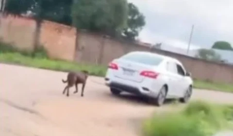 Motorista arrasta cachorro por rua em Porto Velho e gera revolta na Web; veja vídeo