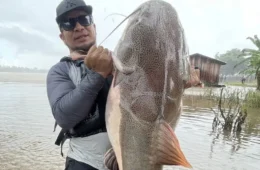 Impressionante! Pirarara gigante é capturada no Rio Madeira em Rondônia; veja vídeo