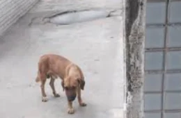 Policial é suspeito de matar cadela a tiros na frente de hospital em Manaus