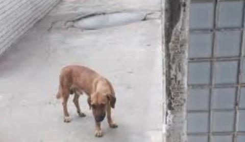 Policial é suspeito de matar cadela a tiros na frente de hospital em Manaus