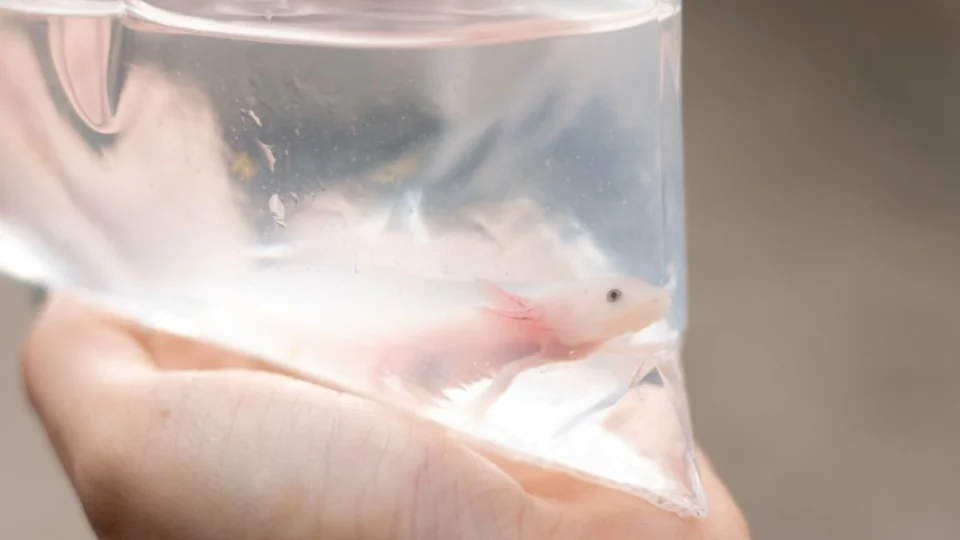 Salamandras exóticas são resgatadas em encomenda nos Correios de Manaus