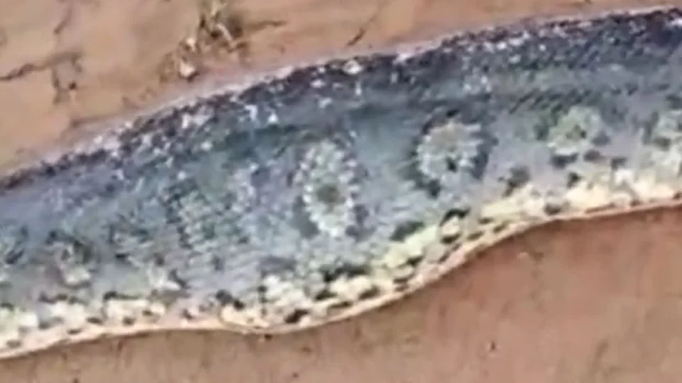 VÍDEO: sucuri de 4 metros é encontrada morta na BR-356