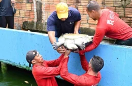 Morador do Parque dez é multado em R$ 195 mil por manter mais de 70 animais em casa em Manaus