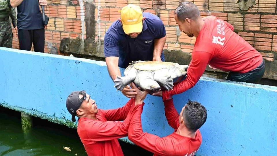 Morador do Parque dez é multado em R$ 195 mil por manter mais de 70 animais em casa em Manaus