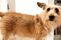 Caramelo? Cachorro ‘fiapo de manga’ rouba a cena e é o novo queridinho da galera