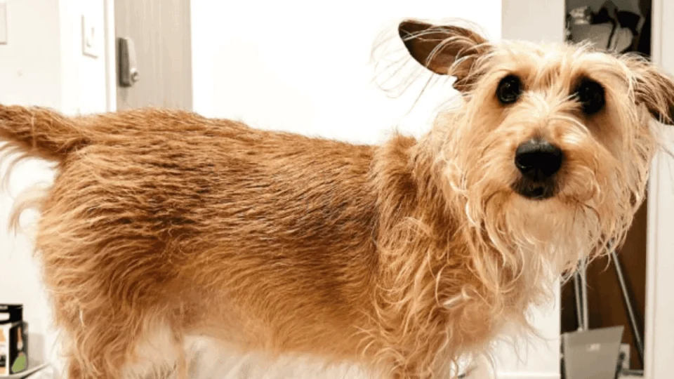 Caramelo? Cachorro ‘fiapo de manga’ rouba a cena e é o novo queridinho da galera