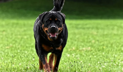 Mulher tem orelha e parte do couro cabeludo arrancados em ataque de cães rottweilers em Rio Branco