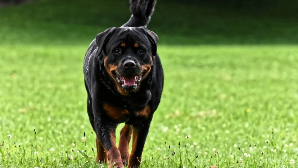 Mulher tem orelha e parte do couro cabeludo arrancados em ataque de cães rottweilers em Rio Branco