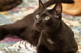 Castração gratuita de cães e gatos em Manaus: agendamento inicia hoje (21); veja datas e documentos