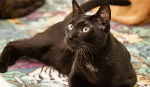 Castração gratuita de cães e gatos em Manaus: agendamento inicia hoje (21); veja datas e documentos