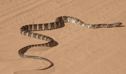 Menina de 7 anos é picada por cobra em Blumenau e recebe atendimento médico