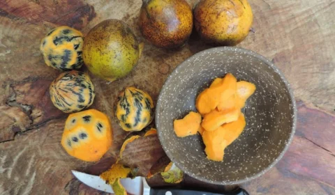 Cosméticos inovadores com tucumã e copaíba revolucionam a beleza sustentável na Amazônia