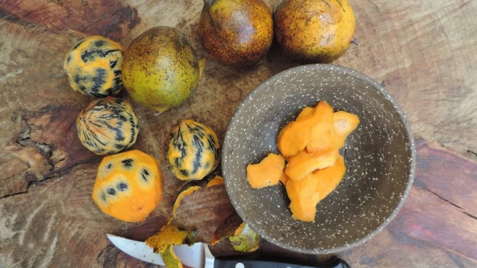 Cosméticos inovadores com tucumã e copaíba revolucionam a beleza sustentável na Amazônia