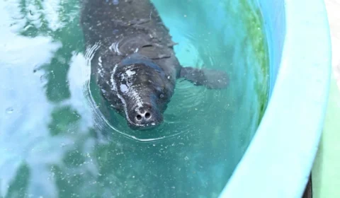 Filhote de peixe-boi é acolhido após ser resgatado no interior do Amazonas