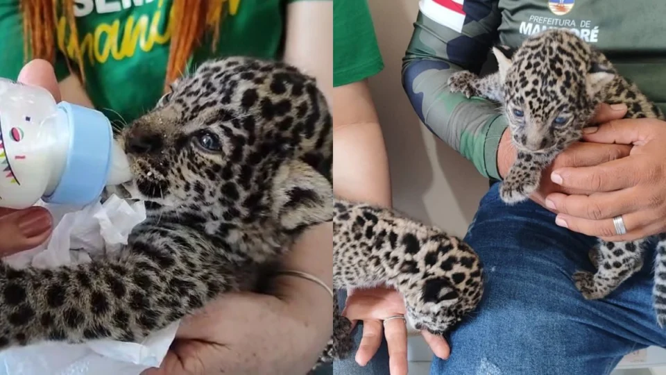 Filhotes de onça-pintada de apenas duas semanas são resgatados no Amazonas; veja vídeo