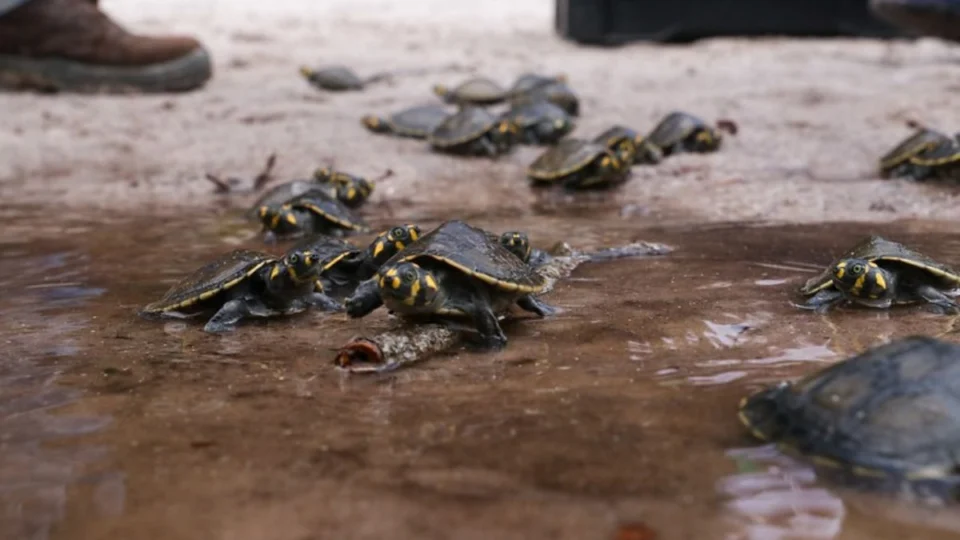 Mais de 18 mil filhotes de quelônios são soltos na natureza no interior do Amazonas