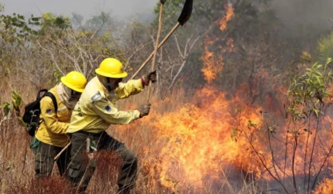 Amazonas dobra número de brigadas para reforçar combate aos incêndios florestais